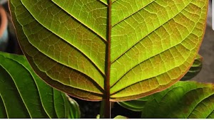 Kratom Cafe Denver Metro & Arvada place picture